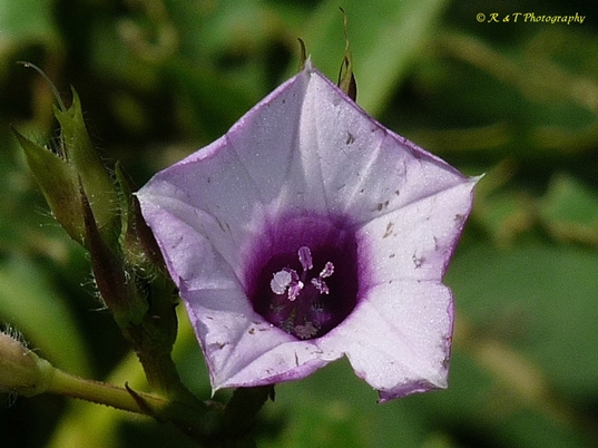 {Ipomoea triloba}